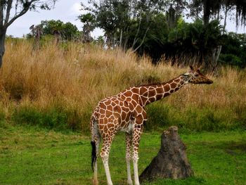 Giraffe grazing on grassy field