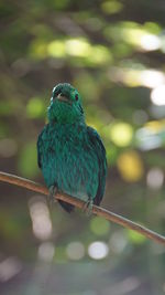 Close-up of bird perching on branch