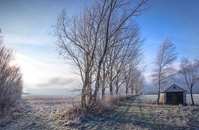 Bare trees on field against sky