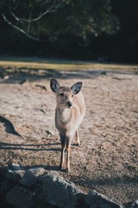 Portrait of cat standing on land