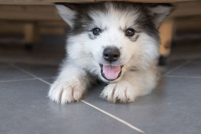 Close-up portrait of dog