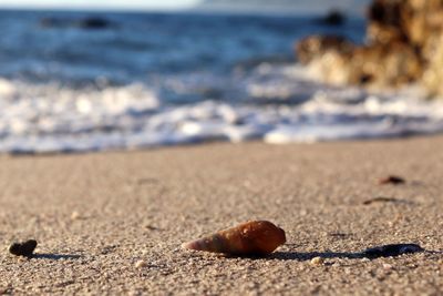 Close-up of shell on sand