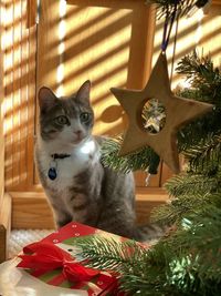 Cat sitting in a christmas tree