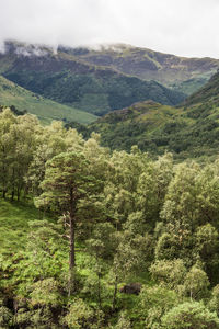 Scenic view of landscape