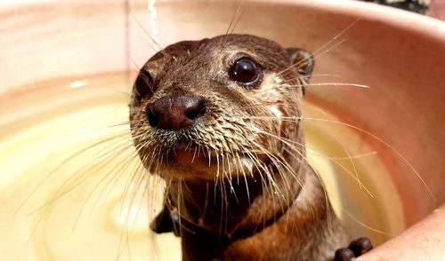 Close-up portrait of an otter