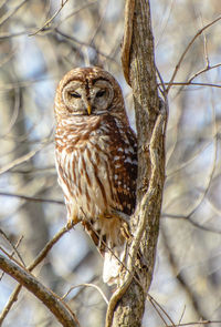 Low angle view of owl perching on tree