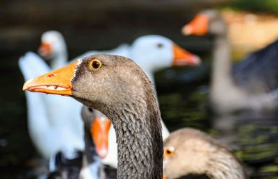 Close-up of goose