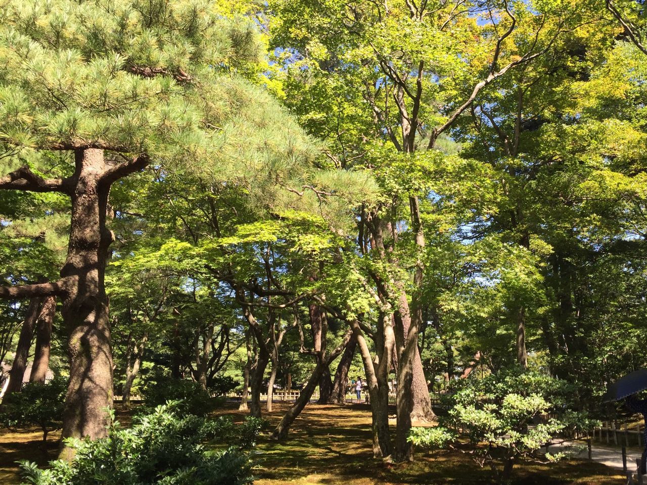 TREES IN PARK