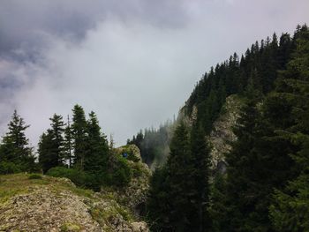 Scenic view of pine trees against sky