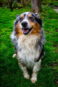 Portrait of dog on field