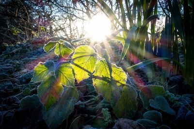 Sun shining through plants