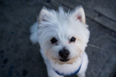 Portrait of white dog