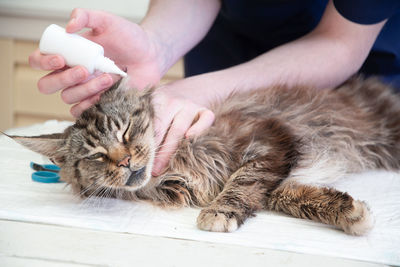 A veterinarian puts drops against ear mites into the ears of a maine coon cat