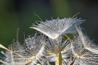 Close-up of caterpillar on plant