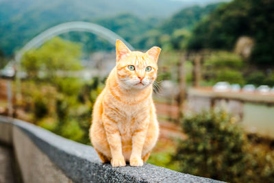 Portrait of cat sitting on retaining wall