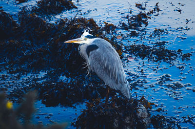 Blue heron, cork, ireland