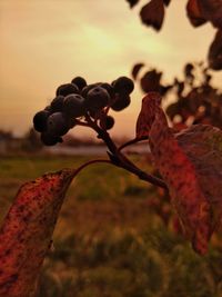 Close-up of fresh plant