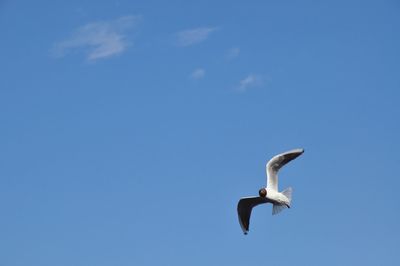 Low angle view of seagull flying