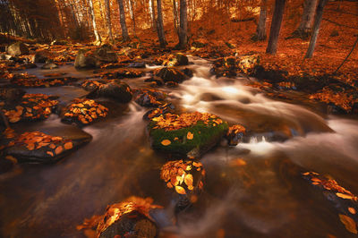 Scenic view of waterfall in forest