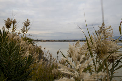 Close-up of plants by lake against sky