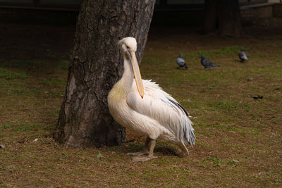 View of birds on field