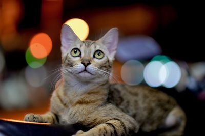 Portrait of cat sitting in illuminated room