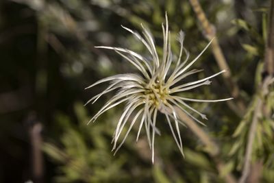 Close-up of flowering plant