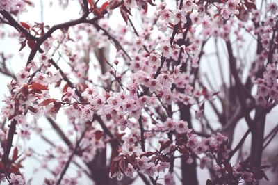 Low angle view of pink cherry blossoms in spring