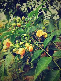Close-up of yellow flowering plant growing on tree