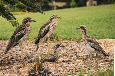 Close-up of bird on grass