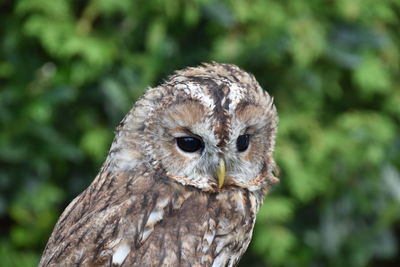 Close-up portrait of a owl