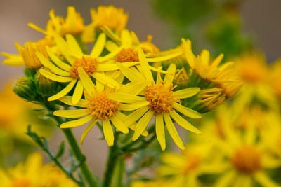 Close-up of yellow flowering plant