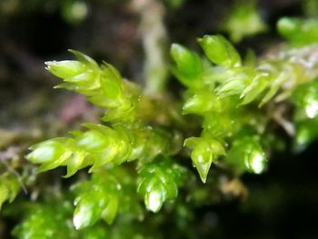 Close-up of wet plant during rainy season
