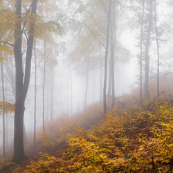 Sunlight streaming through trees in forest during autumn