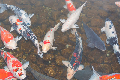 High angle view of koi carps swimming in pond