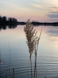 Plant by lake against sky during sunset