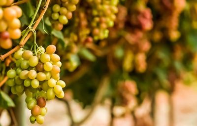 Close-up of fruits growing on tree