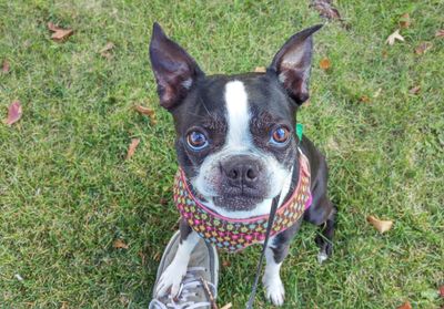 High angle portrait of dog on field