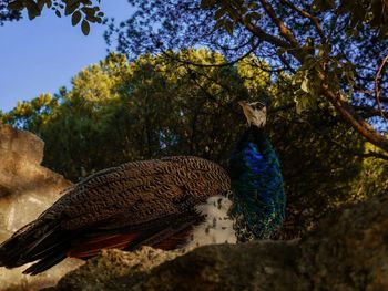 Close-up of peacock on tree