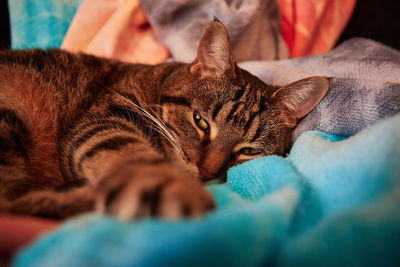 Close-up of a relaxed cat looking away