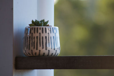 Close-up of potted succulent plant on shelf at home