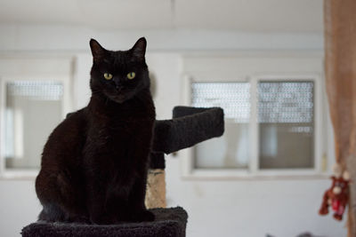 Portrait of a cat