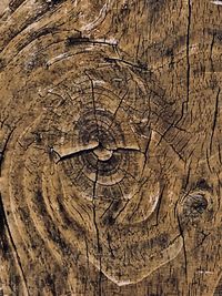 Close-up of tree stump