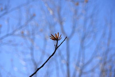 Close-up of flower blooming on tree