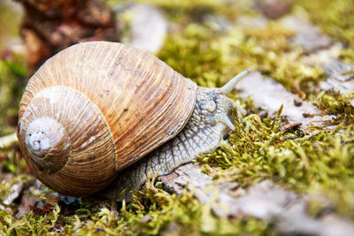 Close-up of snail on ground