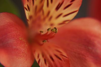 Extreme close-up of red flower