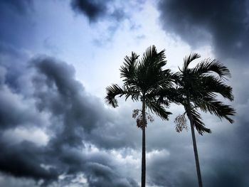 Low angle view of palm tree against storm clouds