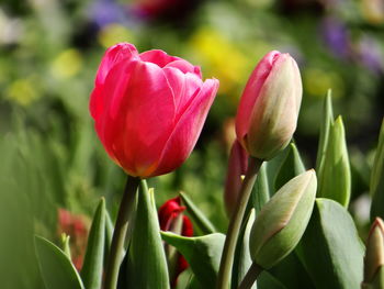 Close-up of red tulip