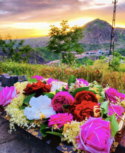 Close-up of pink flowering plants against sky during sunset