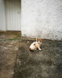 Cat on floor